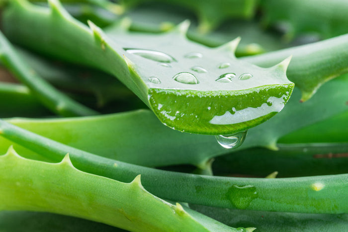 Aloe