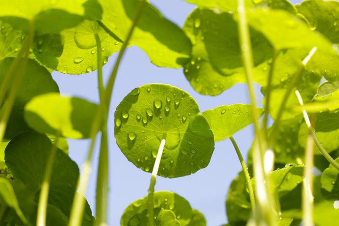 Centella Asiatica